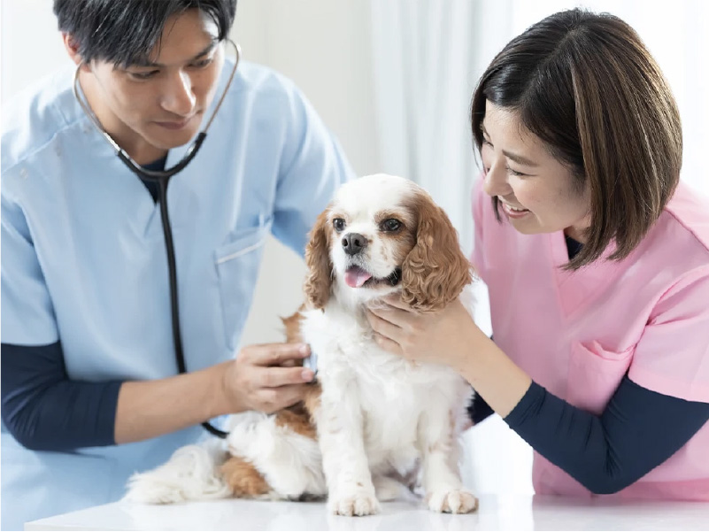 全国の多くの動物病院と連携